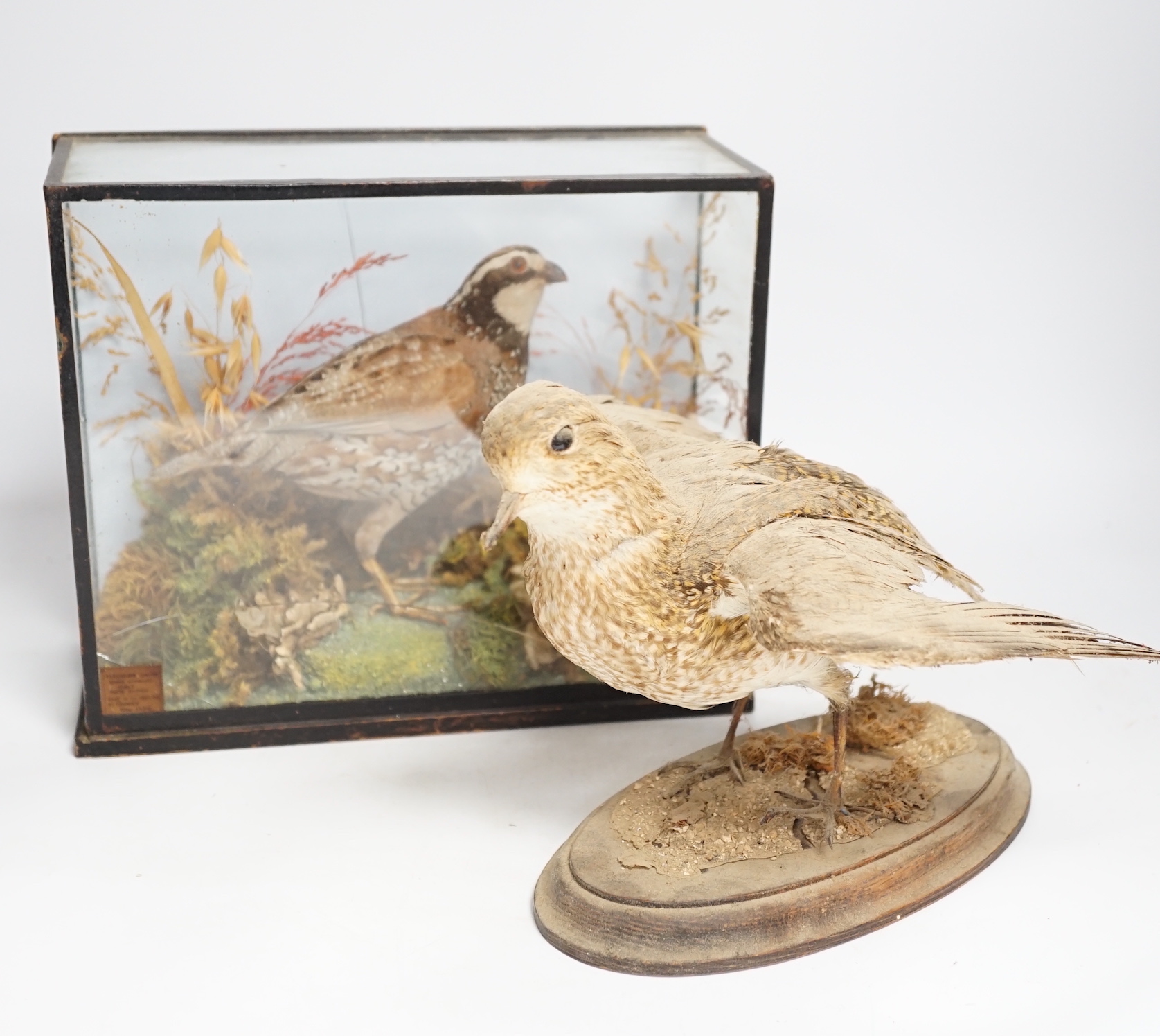 A small taxidermy cased Bobwhite Quail (case cracked) together with an uncased taxidermy snipe (2), Quail case 28cm wide x 22.5cm high
